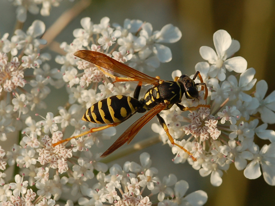 Polister dominulus